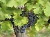 Red wine grapes @ Breaux