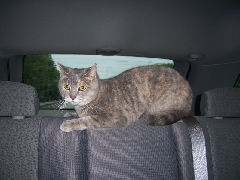 Kitty does NOT like car rides