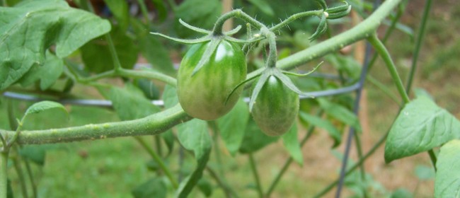 Tomatoes finally…FINALLY!